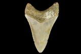 Fossil Megalodon Tooth - North Carolina #109687-2